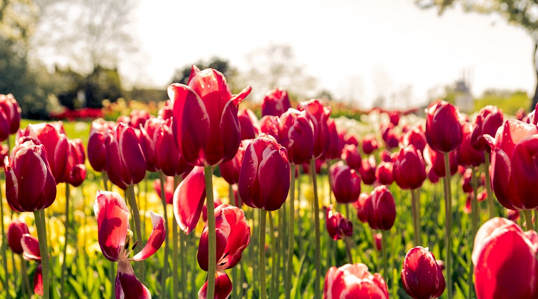 Tulips, Amsterdam, Holland. Unsplash:Keenan Barber