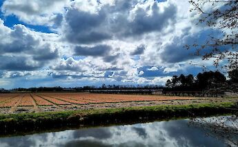 Polder, Holland. Danielle Eibrink Jansen@Unsplash