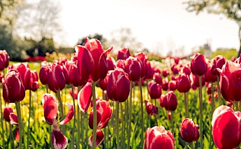 Tulips, Holland. Keenan Barber@Unsplash