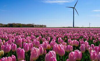 Wind turbine and tulips, Holland. Stephan van de Schootbrugge@Unsplash