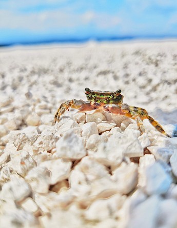 Wildlife in Croatia. Karolina Kolodziejczak@Unsplash