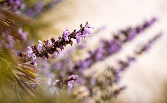 Ližnjan, Croatia. Alen Rojnic@Unsplash