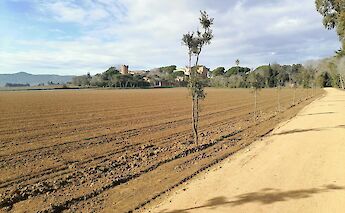 Golden fields in Palafrugell, Spain. Unsplash:Dani Rodes Almer