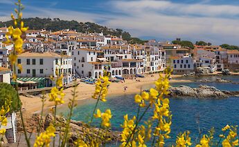 Yellow flowers in Palafrugell, Spain. Unsplash:Susan Flynn