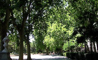 Paseo del Prado, Madrid, Spain. Flickr: Rubén Vique