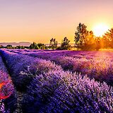 Lavender fields of Provence, France. unsplash:leonard cotte
