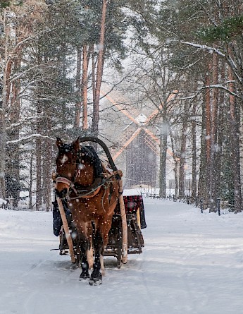 Horse carriage in winter time, Tallinn. Julia Solonina@Unsplash