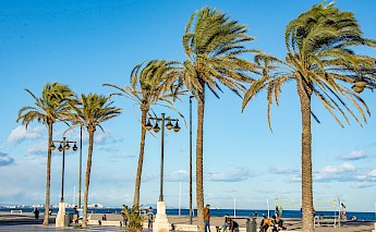 Palm trees along the beach, Valencia. Veres Szilard@Unsplash