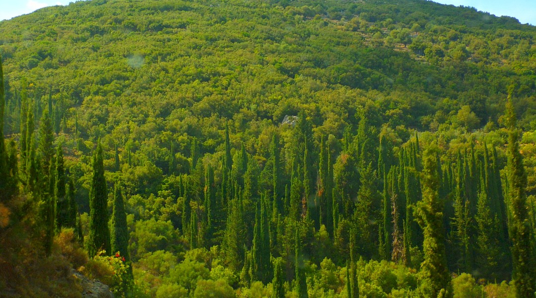 A beautiful landscape of the forest of mountain Ainos, the biggest mountain of the island of Kefalonia. Ilias Byron Ladenis@Wikimedia Commons