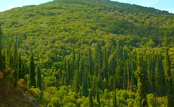 A beautiful landscape of the forest of mountain Ainos, the biggest mountain of the island of Kefalonia. Ilias Byron Ladenis@Wikimedia Commons
