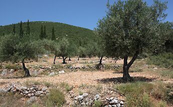 Olive Grove, Kefalonia, Greece. PapaPiper@Flickr