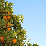 Orange trees of Seville...Brian Jimenez@Unsplash