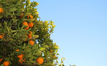 Orange trees of Seville...Brian Jimenez@Unsplash