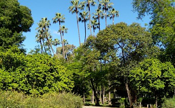 María Luisa Park, Seville. Gzzz@Wikimedia Commons