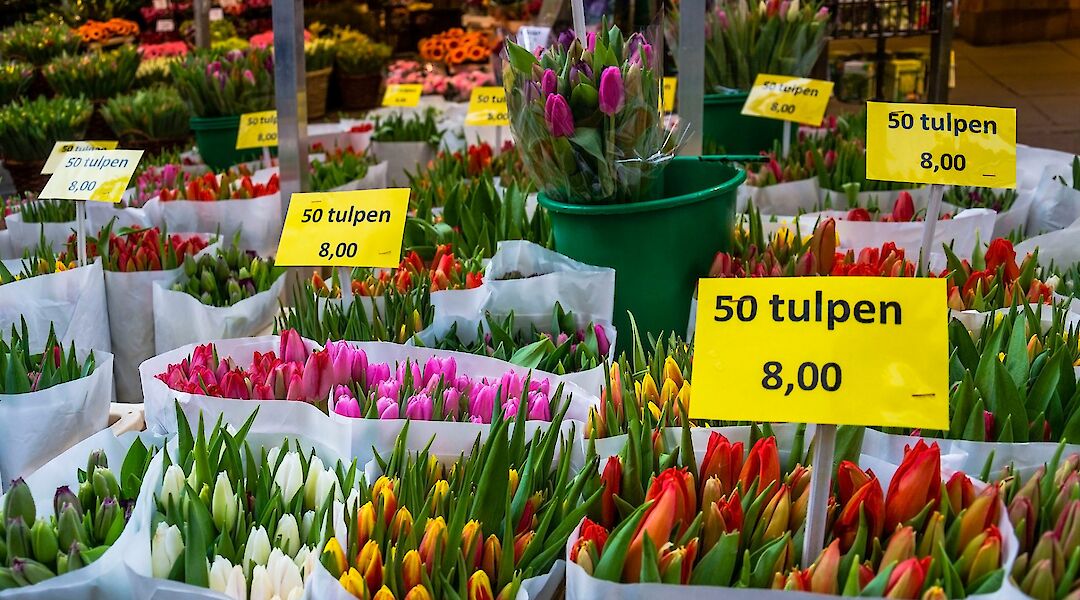 Tulips for sale in Amsterdam! Guillen Perez@Flickr