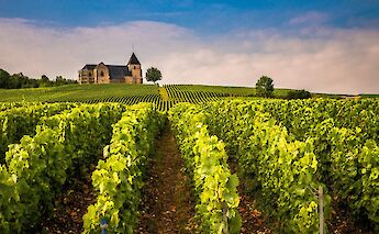Champagne, France. Sue Winston@Unsplash