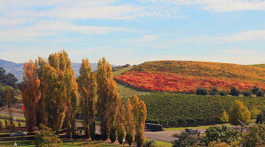 Fall in Napa Valley, California. Brocken Inaglory@Wikimedia Commons