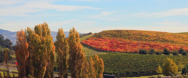 Napa Valley, CA tours