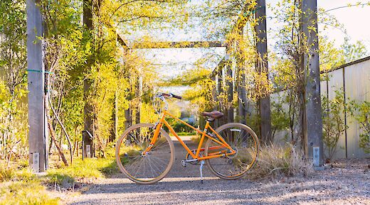 An orange bicycle parked on a path in a vineyard, surrounded by greenery and trellises.