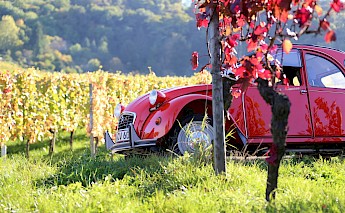 A red vintage car parked among the rows of a vineyard with colorful leaves.