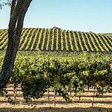 Vineyards, Napa Valley, California. Pasowine@Wikimedia Commons