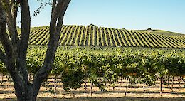 Full Day Napa Valley E-Bike Tour