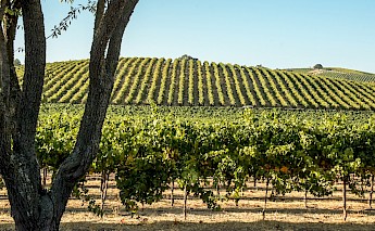 Vineyards, Napa Valley, California. Pasowine@Wikimedia Commons