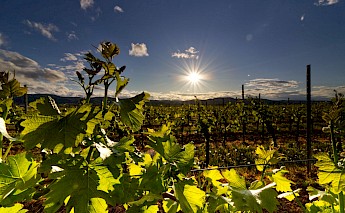 Sunset illuminating a vineyard with green grapevines and mountains in the background.