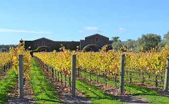 Napa Valley in spring time, California. Oleg Alexandrov@Wikimedia Commons