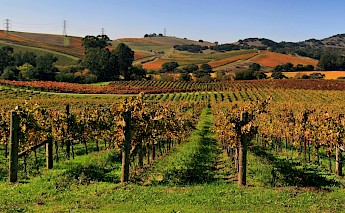 Vineyards in Napa Valley, California. Brocken Inaglory@WIkimedia Commons