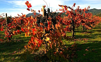 Vineyard in Napa Valley, California. Brocken Inaglory@Wikimedia Commons