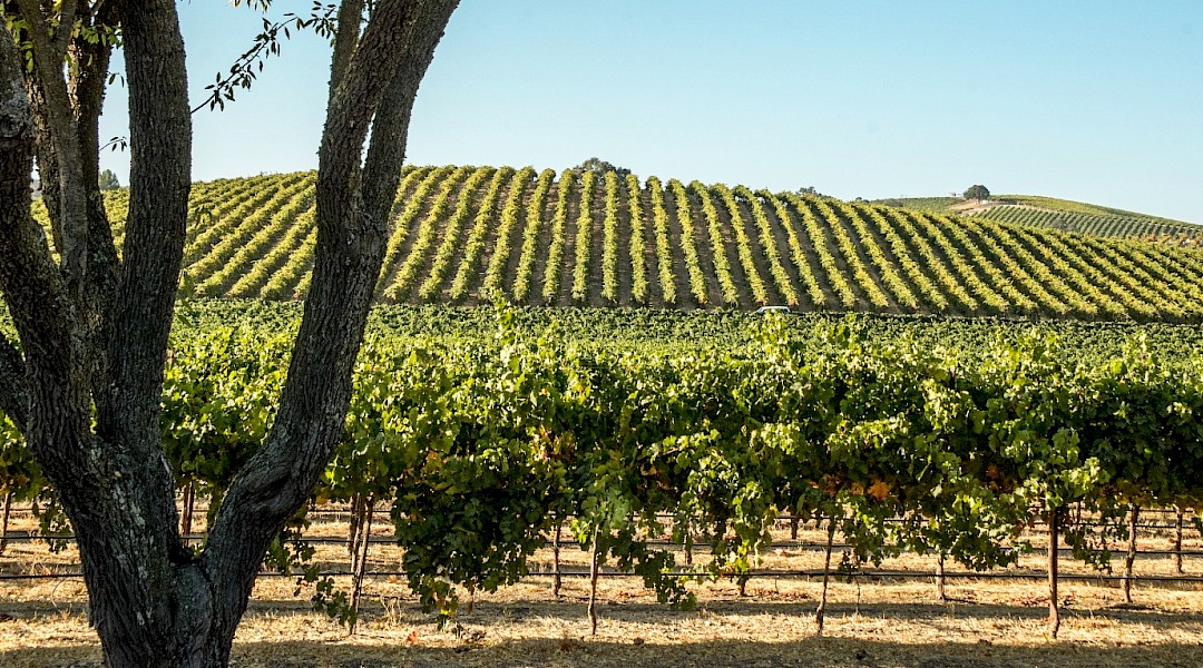 Vineyards, Napa Valley, California. Pasowine@Wikimedia Commons