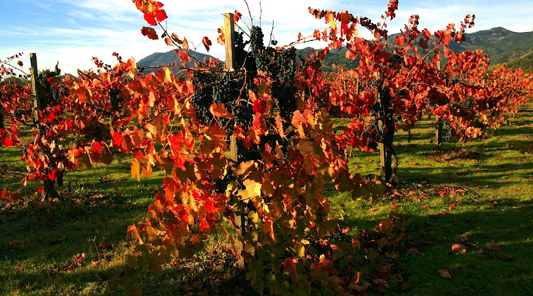 Vineyard in Napa Valley, California. Brocken Inaglory@Wikimedia Commons