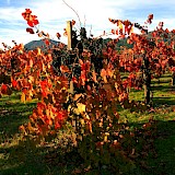 Vineyard in Napa Valley, California. Brocken Inaglory@Wikimedia Commons
