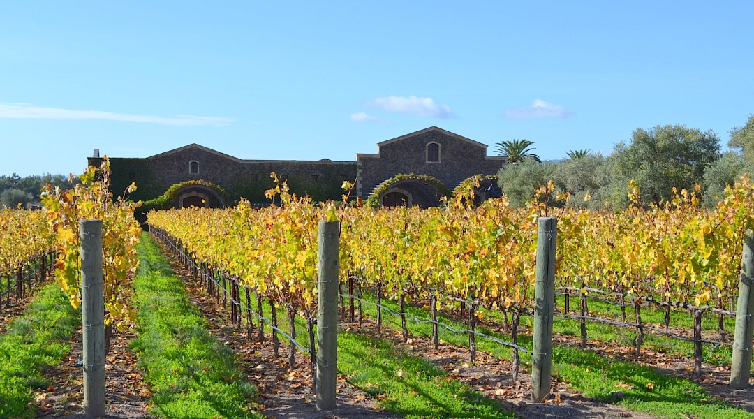 Napa Valley in spring time, California. Oleg Alexandrov@Wikimedia Commons