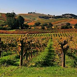 Vineyards in Napa Valley, California. Brocken Inaglory@WIkimedia Commons