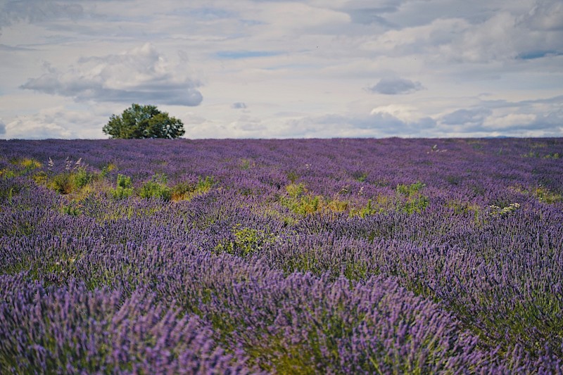 Lavander fields, Provence, France. Tao Qi@Unsplash