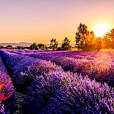Sunset over a lavender field, France. Leonard Cotte@Unsplash