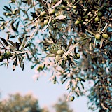 Olive tree. Emre@Unsplash