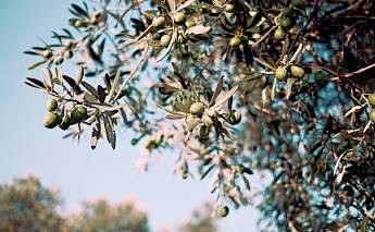 Olive tree. Emre@Unsplash