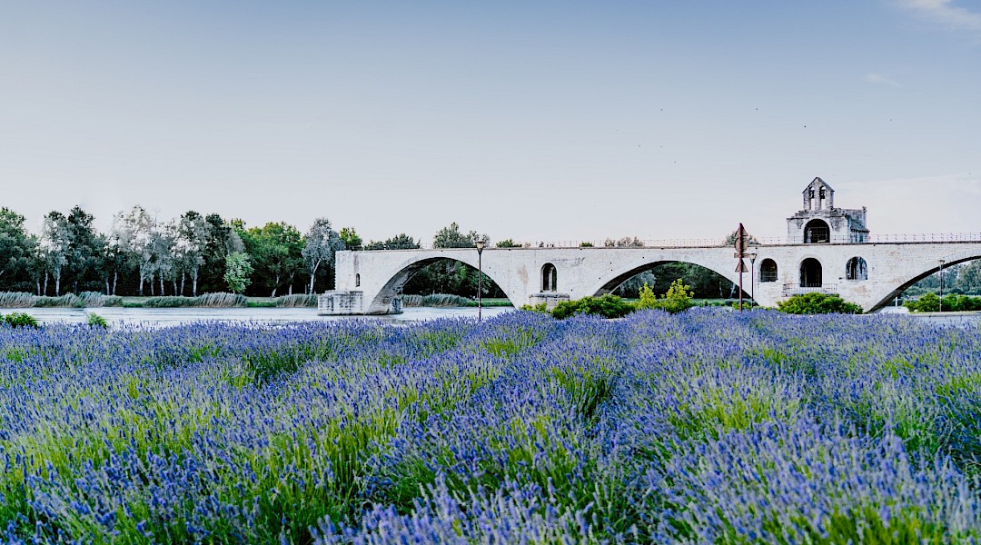 Avignon to Luberon E-Bike Tour with Olive Oil & Wine Tasting