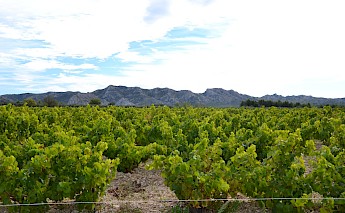 Vineyards of the Alpilles, France. Marianne Casamance@CC