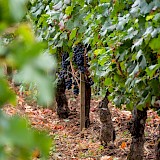 Vines at a vineyard, Medoc, France. Pierre Ducher@unsplash