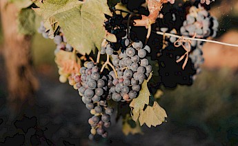 Saint-Emilion, France. Elliot PARIS@Unsplash