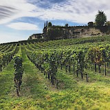 Vines at the vineyard, Saint-Emilion, France. Sigmund@unsplash