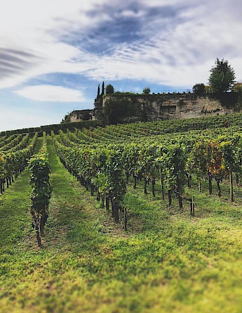 Vines, Saint-Emilion, France. Sigmund@unsplash