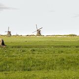 A cow on a field with windmills in the backgroud, Utrecht, Holland. Daniela Paola Alchapar@Unsplash