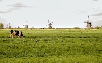 A cow on a field with windmills in the backgroud, Utrecht, Holland. Daniela Paola Alchapar@Unsplash