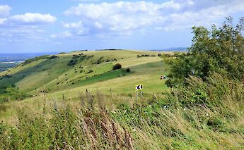 South Downs, Sussex, England. grassrootsgroundswell@Flickr