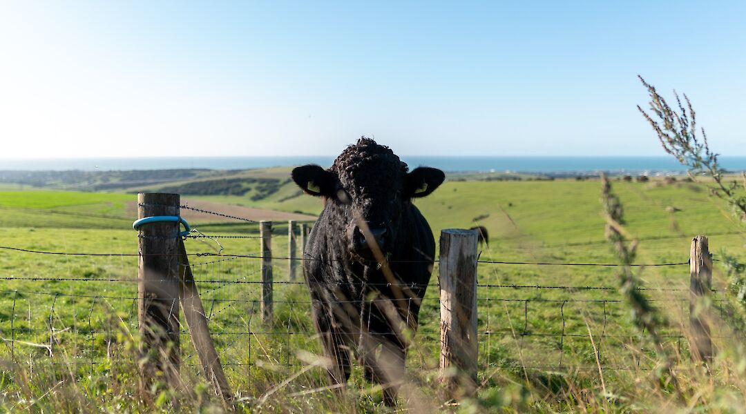 Cattle, Truleigh hill, Shoreham-by-sea, Brighton, England. Dan Senior@Unsplash